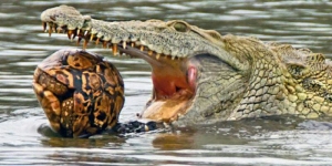 GoRiau Ini Penampakan Buaya Berusaha Telan Kura-kura
