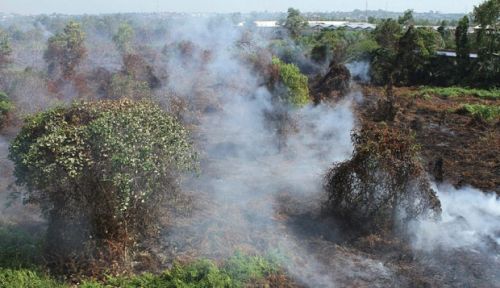 Ini Modus dan Data Pembakaran Lahan di Riau Menurut Pakar IPB
