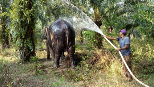 Hanya Sisa 1 Ekor, BBKSDA Riau Evakuasi Gajah Betina di Desa Melayu