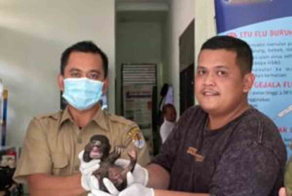 GoRiau Balai Besar KSDA Riau Terima Bayi Beruang Madu Ditinggalkan di Lahan Warga Siberida Inhu