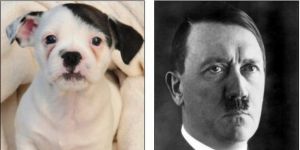 GoRiau Wajah Anjing Ini Mirip Hitler