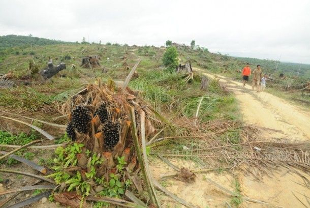 Penyidik Polda Riau Mulai Kumpulkan Bukti Kasus Perusakan Pos Satgas TNTN Pelalawan
