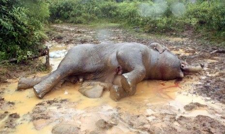 Lagi, Gajah Sumatera Diduga Tewas Diracun