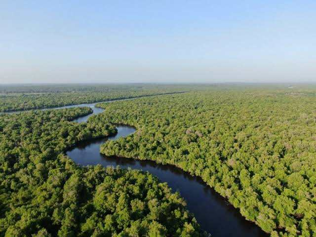 Riau Satu-satunya Daerah Target Utama Rehabilitasi Mangrove Nasional
