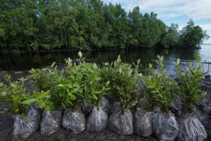 GoRiau Ini Strategi BRGM Rehabilitasi Mangrove dan Restorasi Gambut