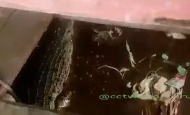 GoRiau Viral! Buaya Raksasa Muncul di Sungai Siak