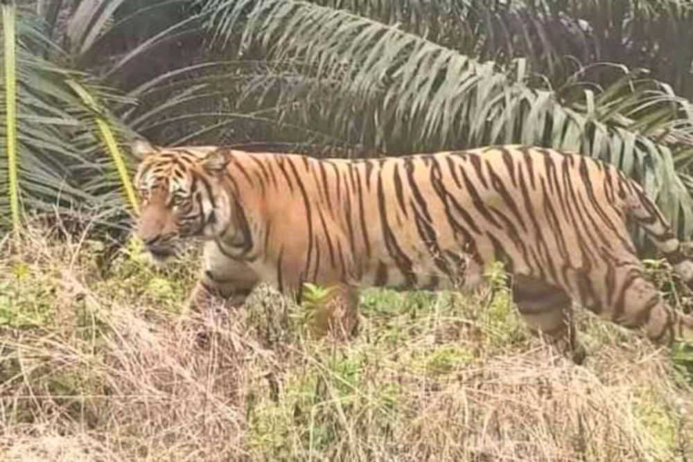 Harimau Sumatera Kembali Dekati Permukiman Warga Teluk Meranti Pelalawan, BBKSDA Riau Turunkan Tim