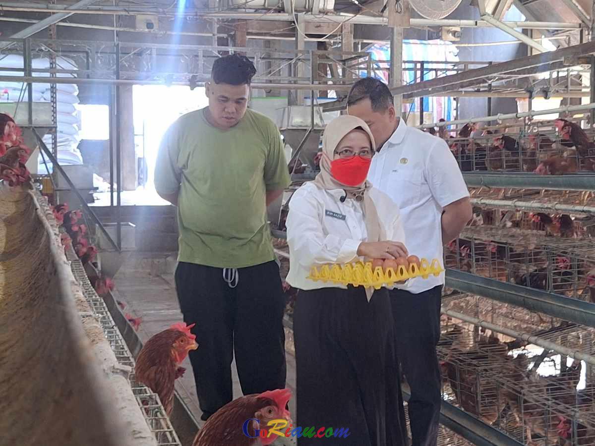 Peternakan Ayam Petelur Ber-NKV di Pekanbaru Disiapkan Jadi Penyangga Telur Program MBG