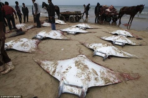 Ratusan Ikan Misterius Terdampar di Pantai Gaza