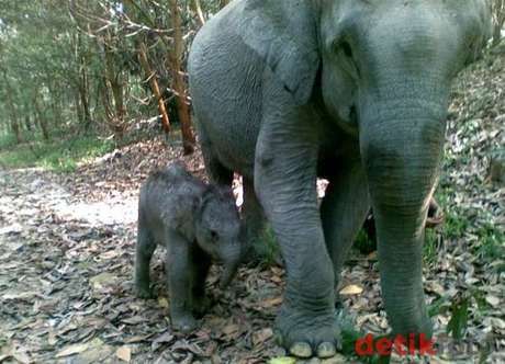 Sudah 3 Tahun, 43 Kasus Kematian Gajah di Riau Belum Juga Terungkap