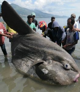 GoRiau Ikan Langka `Matahari` Raksasa Terdampar di Palu, Ini Penampakannya