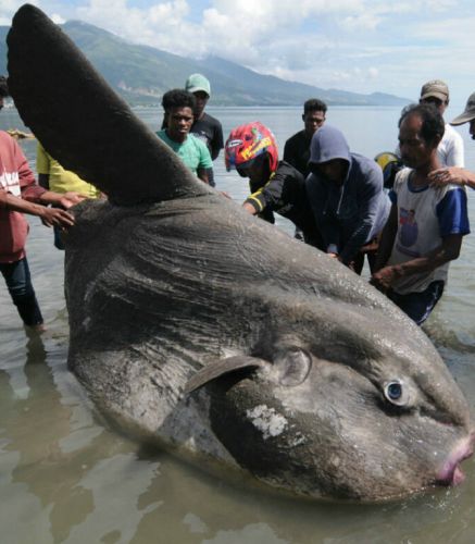 Ikan Langka `Matahari` Raksasa Terdampar di Palu, Ini Penampakannya
