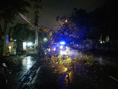 Pohon Akasia Setinggi 8 Meter di Jalan Hangtuah Pekanbaru Tumbang dan Timpa Pemotor