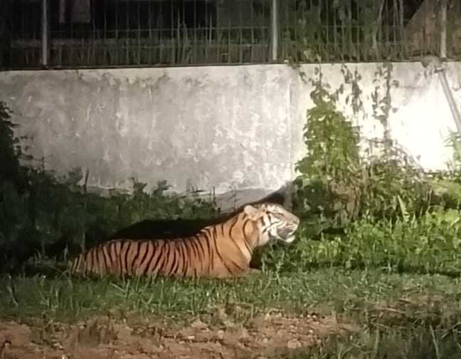 Hadapi Kemunculan Harimau di Dumai, BBKSDA Riau Tingkatkan Patroli dan Pasang Kamera Trap