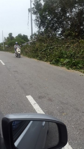 PLN Telukkuantan Warning Rekanan yang Tak Bersihkan Pohon yang Penuhi Bahu Jalan