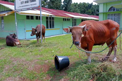 GoRiau Pemprov Riau Distribusikan 37 Ekor Sapi Kurban ke Seluruh Kabupaten/Kota