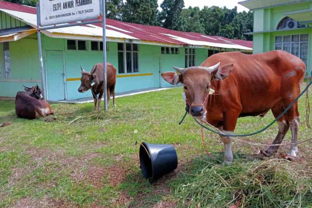Pemprov Riau Distribusikan 37 Ekor Sapi Kurban ke Seluruh Kabupaten/Kota