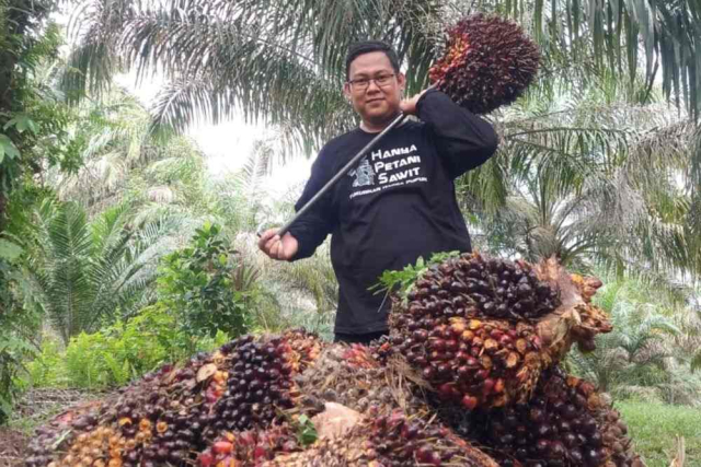 Jelang Idul Adha, Harga Kelapa Sawit Plasma di Riau Naik