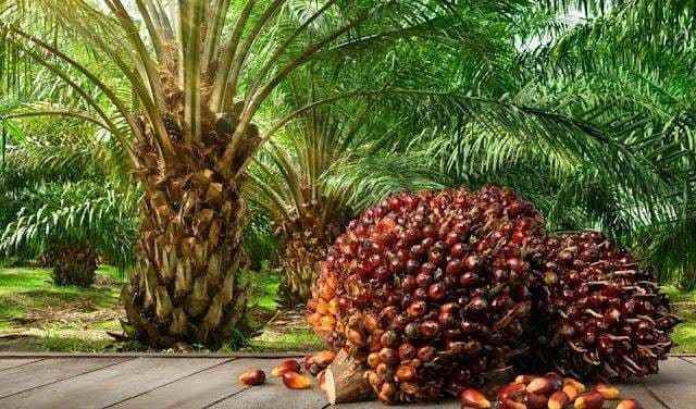 Harga CPO dan Kernel Kompak Naik, Nilai Jual Sawit Swadaya Riau Tembus Rp3.913 per Kilogram