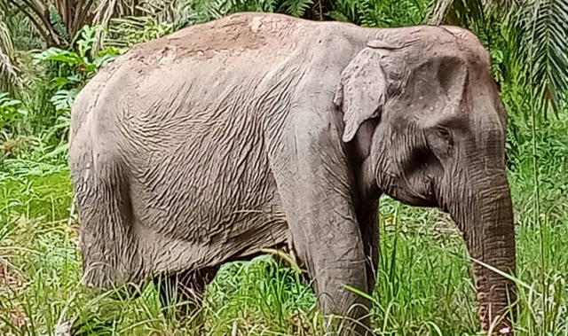Gajah Liar Betina Ini Kurus dan Kurang Nafsu Makan, Ini Penyebabnya