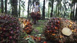 GoRiau Jeritan Petani Sawit Riau, Operasional Naik Harga Jual Turun