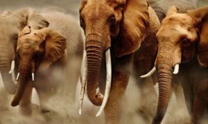 GoRiau 20 Gajah Mengamuk Rusak Rumah Warga Mandau Bengkalis