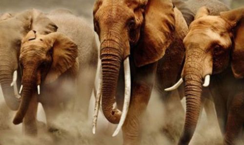 20 Gajah Mengamuk Rusak Rumah Warga Mandau Bengkalis