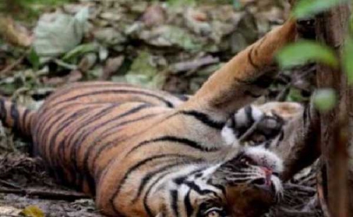 Jerat Harimau, Tersangka Diserahkan ke Kejaksaan Kuansing