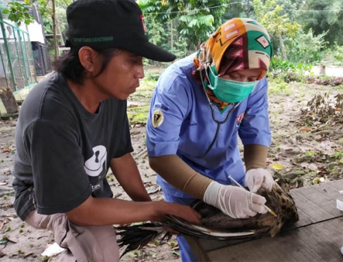 Ternyata 7 Burung Merak yang Diamankan BBKSDA Riau Milik Pedagang Kopra Inhil