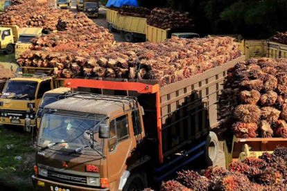 GoRiau Ini Daftar Harga Kelapa Sawit Riau Mitra Plasma Periode 29 November sampai 5 Desember 2023