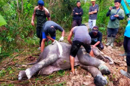 GoRiau Terlepas dari Kelompok, Anak Gajah Liar Mati di Tesso Tenggara Pelalawan Riau