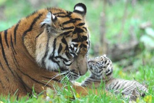 Berikut Tempat Munculnya Harimau Sumatera di Riau, Kabid Wilayah II BBKSDA Riau : Belum Ada Warga yang Diserang Si Belang