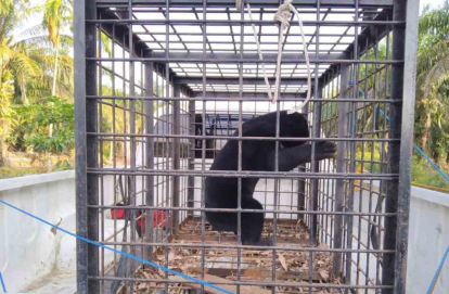 GoRiau Beruang Madu Mangsa Ayam Warga Sabak Auh Siak