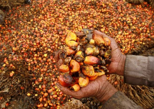 Pekan Ini, Harga TBS Sawit di Riau Dibayar Rp1.660,62 per Kg