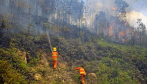 GoRiau Greenpeace Minta Pemerintah Jauhi Lahan Gambut