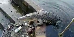GoRiau Hiiiii Ngeriiii, Ada Makhluk Menakutkan Berenang di Kolam Masjid
