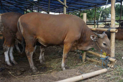 GoRiau Tidak Ada Hewan Kurban Terjangkit PMK dan Ngorok di Pekanbaru