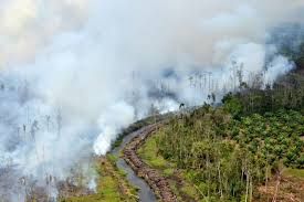 Wuih! Lebaran Pertama, Kebakaran Lahan Riau Meluas