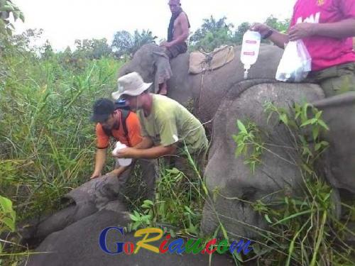 BBKSDA Riau akan Obati Gajah Liar yang Sakit di Mandau dan TNTN