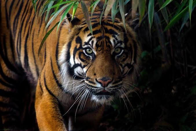Teror Harimau Berlanjut di Pulau Burung Inhil, BBKSDA Riau Pasang Kamera Jebak
