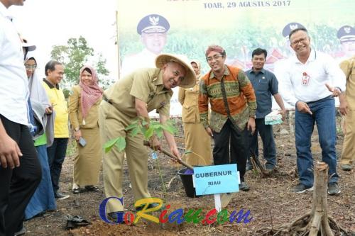 87.715 Hektare Lahan Karet di Riau Tua dan Rusak, Gubri Berikan Bantuan Peremajaan di Gunung Toar Kuansing