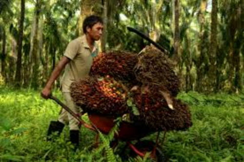 Minggu Ini, Harga Kelapa Sawit di Riau Naik Rp56,32 per Kilogram, Berikut Rinciannya
