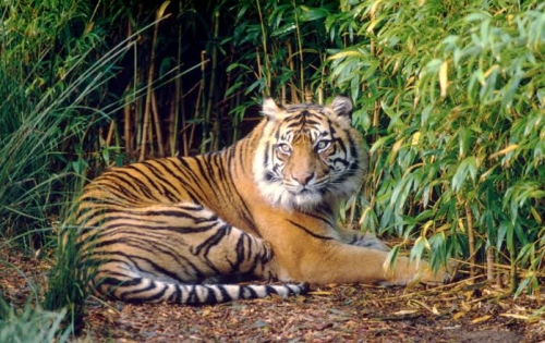 Mandor Perkebunan Ditangkap Saat Membopong Harimau Sumatera Betina