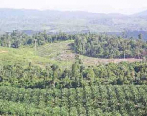 Diduga Rampok 3.000 Ha Lahan Hutan Lindung Bukit Betabuh dan Rugikan Negara Triliunan Rupiah, PT MAL dan RPJ Diperiksa Kejari Inhu