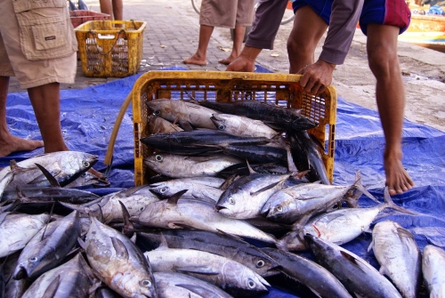 Belum Punya Pelabuhan Ikan, Pemerintah Sebut Nelayan Riau Lebih Nyaman Tangkahan