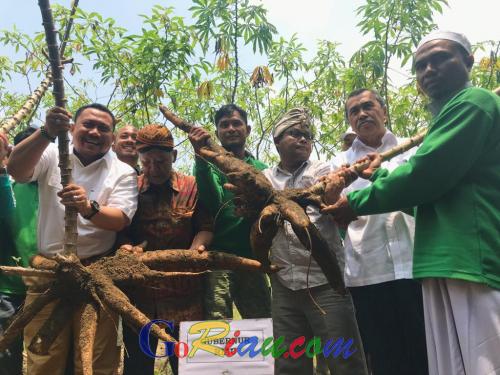 Ubi Kayu Racun Miliki Nilai Jual dan Mampu Membuat Lahan Gambut di Riau Tetap Basah