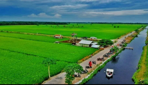 Pernah Menjadi Daerah yang Gersang, Kini Kecamatan Bungaraya Jadi Lumbung Padinya Siak