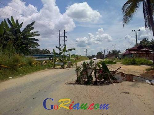 Bentuk Protes, Warga Tanam Pohon Pisang di Jalan Rangau Mandau