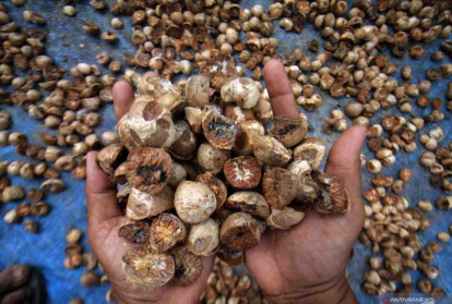 GoRiau Harga Pinang Kering di Riau Naik Jadi Rp6.110 per Kg
