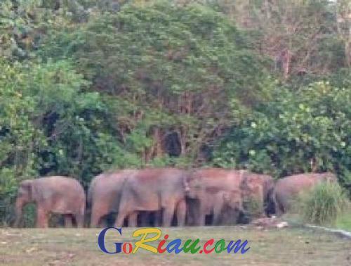 Hipam Duri : Gajah Liar Masih Diseputaran SMAN 4 Mandau, 2 Ekor Sakit